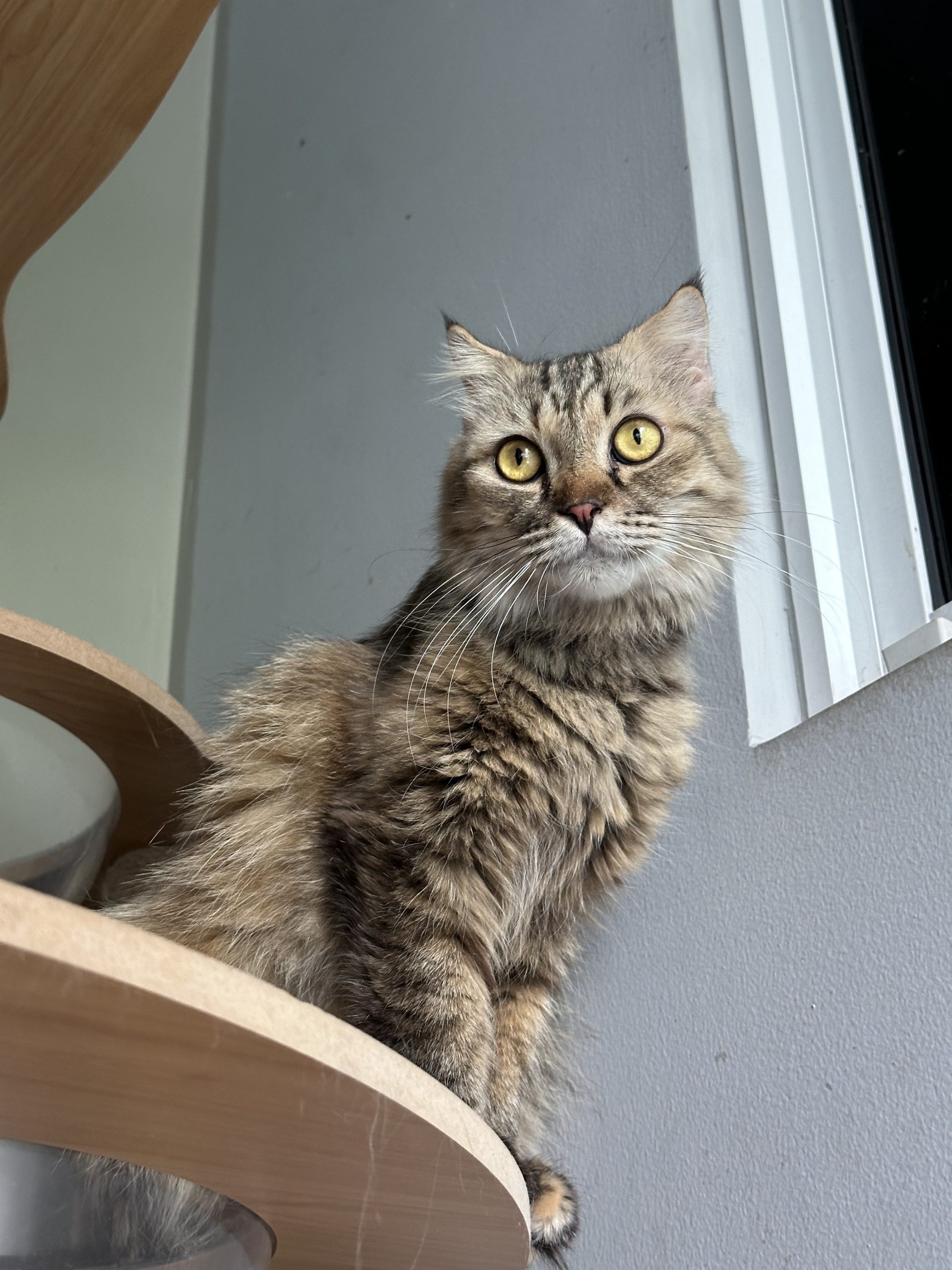 Casper the Scottish Explorer