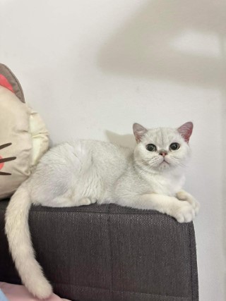 Charlotte the British Royalty