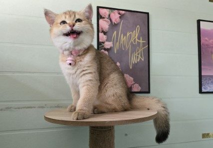 Churro the Playful British