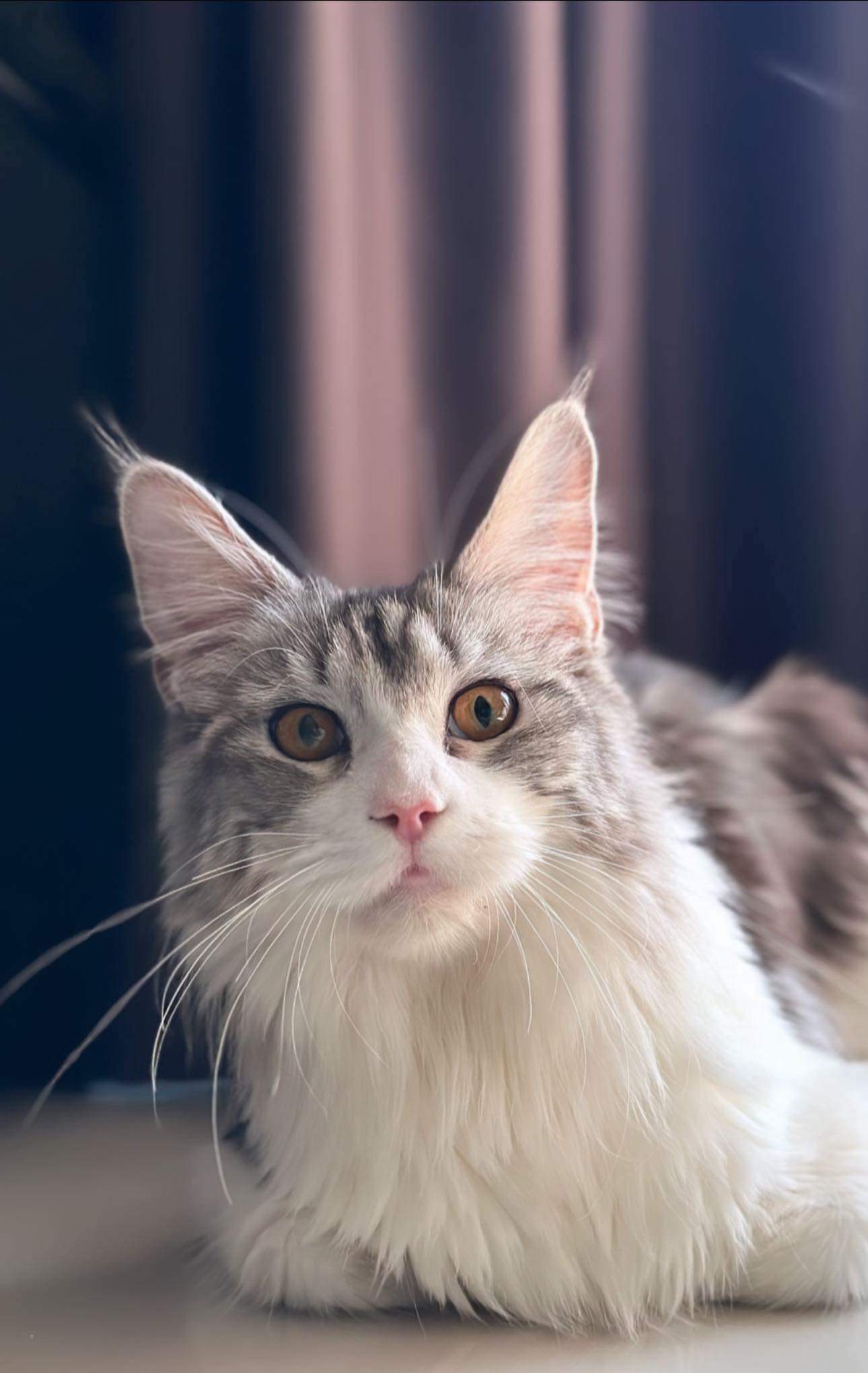 Leika the Claw-ver Maine Coon