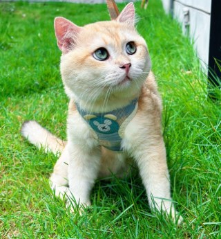 Leo the Picky British