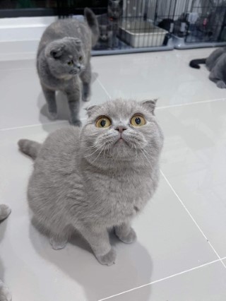 Lilac the Scottish Drama Queen